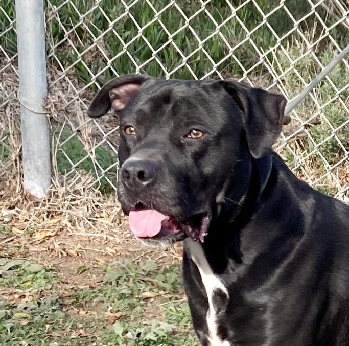 Magellan, ADOPTABLE, Young Male Pit Bull Terrier & American Staffordshire Terrier.