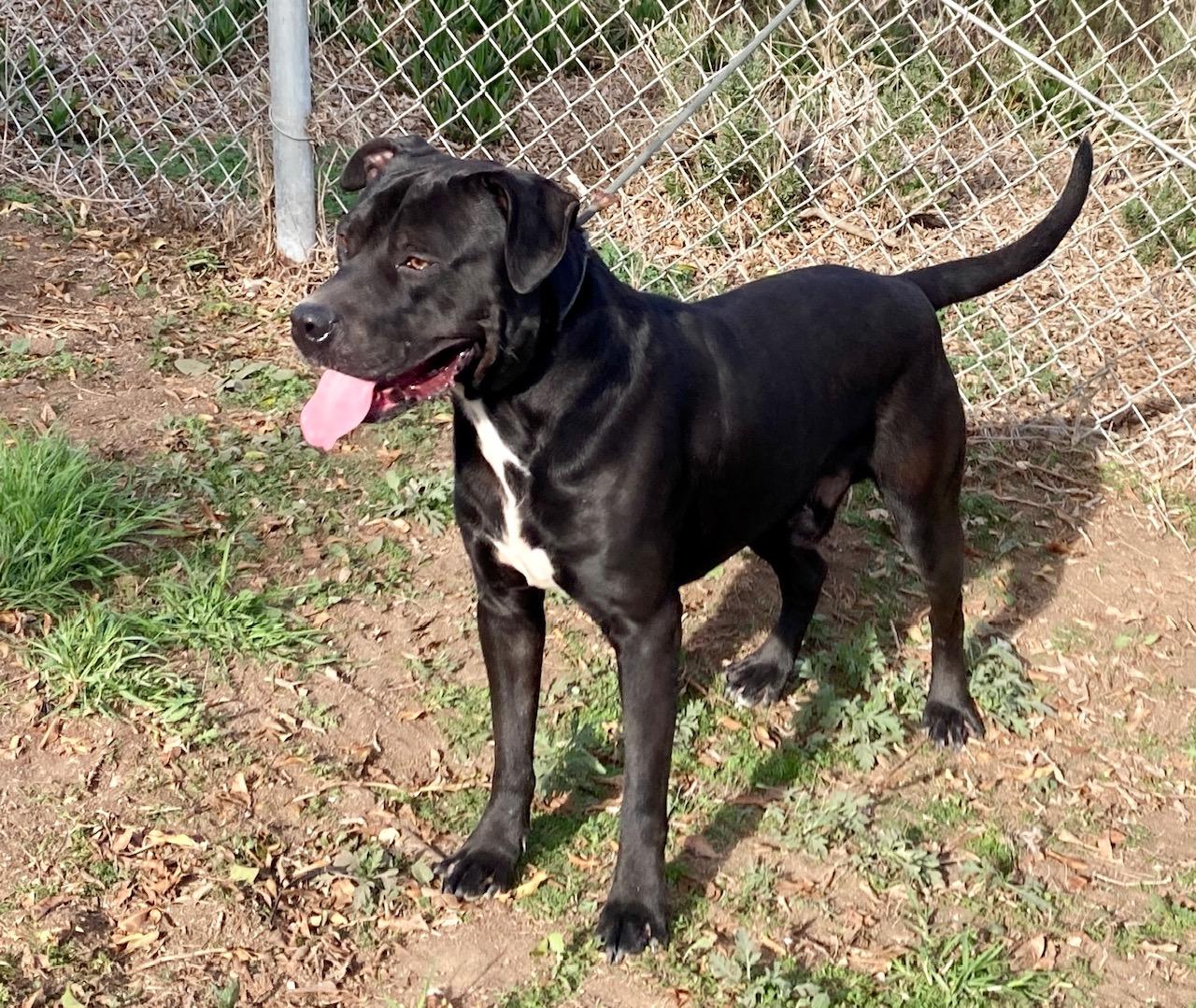 Magellan, a ADOPTABLE mixed breed in Camp Pendleton, CA image 2/6