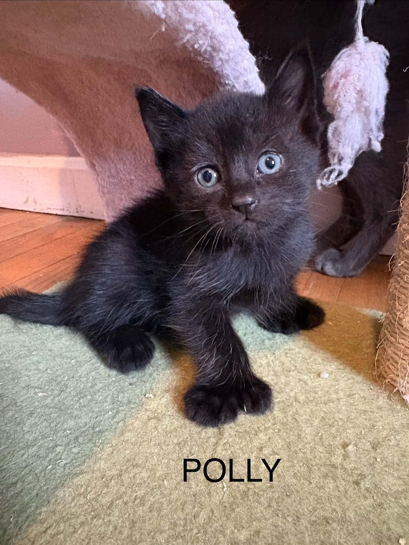 Polly, Adoptable, Kitten Male Domestic Short Hair.