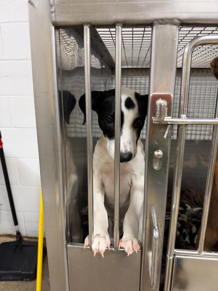 Dottie Pepper, Adoptable, Puppy Female Mixed Breed.