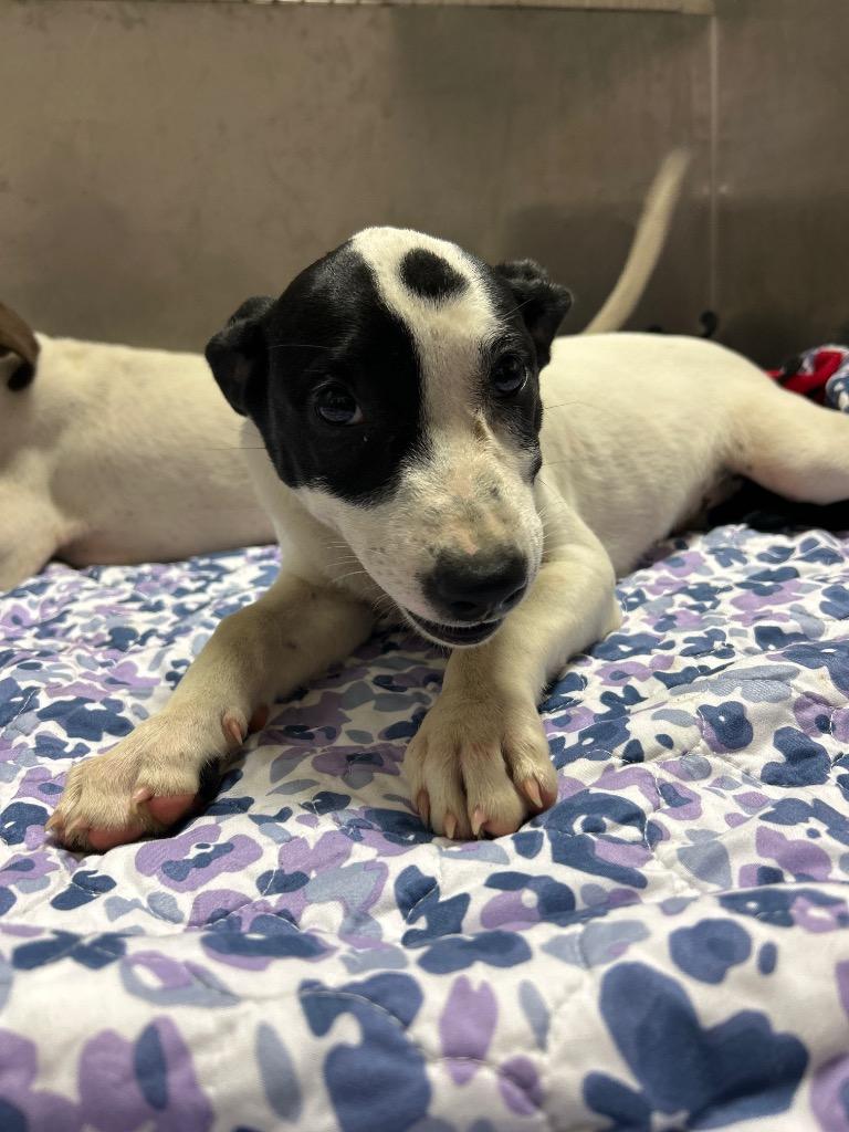 Enlarge Dottie Pepper, a Adoptable mixed breed in Chickamauga , GA image 2/2