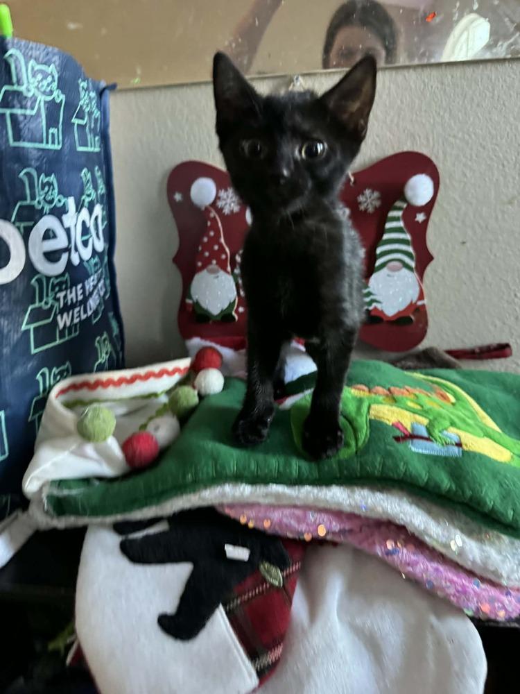 Harlequin, Adoptable, Kitten Female Domestic Short Hair.