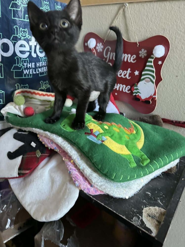 Harlequin, a Adoptable Domestic Short Hair in Deltona, FL image 5/6