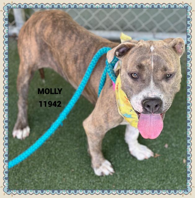 MOLLY