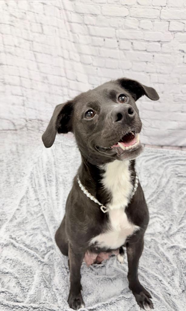 Enlarge Martha-Mae, a Adoptable mixed breed in Muskegon, MI image 1/3