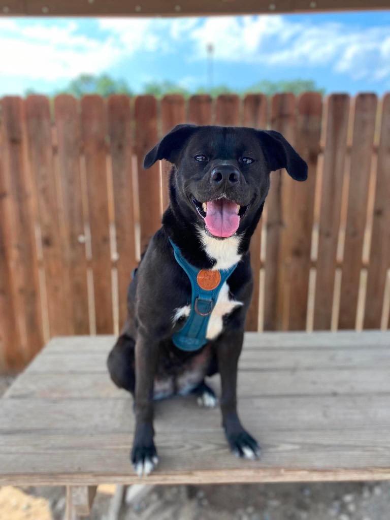 Enlarge Martha-Mae, a Adoptable mixed breed in Muskegon, MI image 1/1
