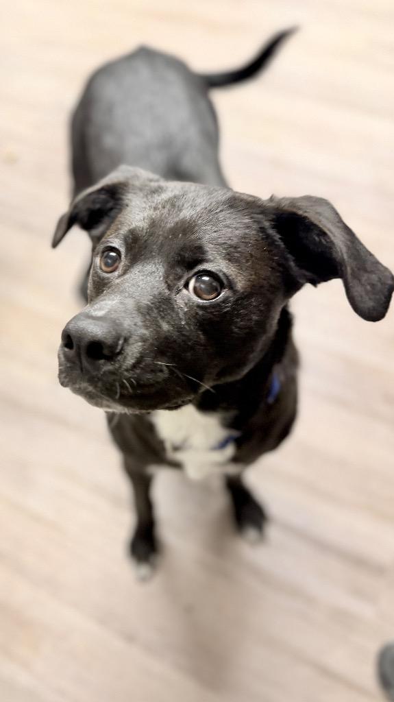 Enlarge Martha-Mae, a Adoptable mixed breed in Muskegon, MI image 3/3