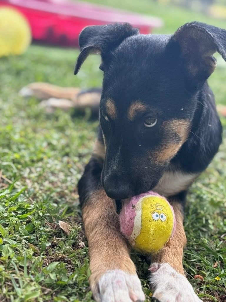 Bently, an adopted mixed breed in Inverness, FL image 3/4