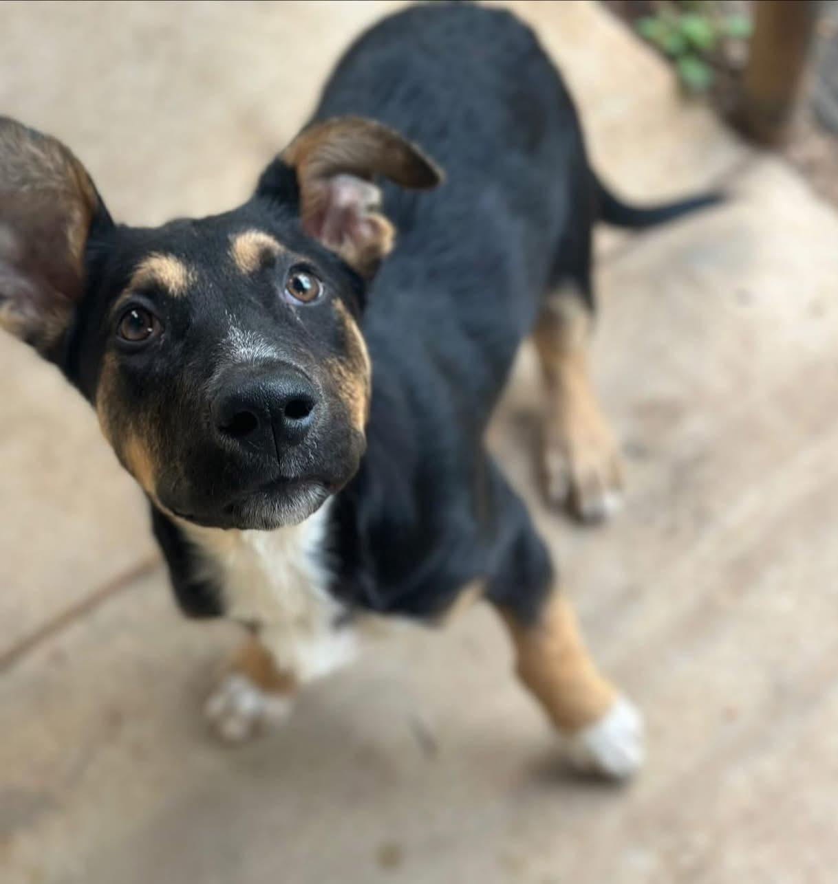 Bently, an adopted mixed breed in Inverness, FL image 4/4