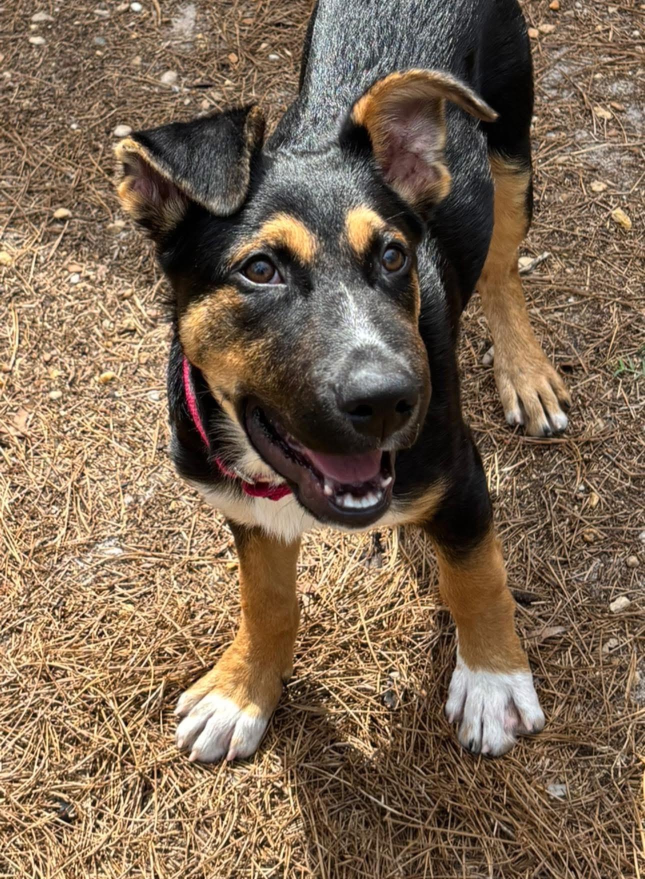 Bently, an adopted mixed breed in Inverness, FL image 2/4