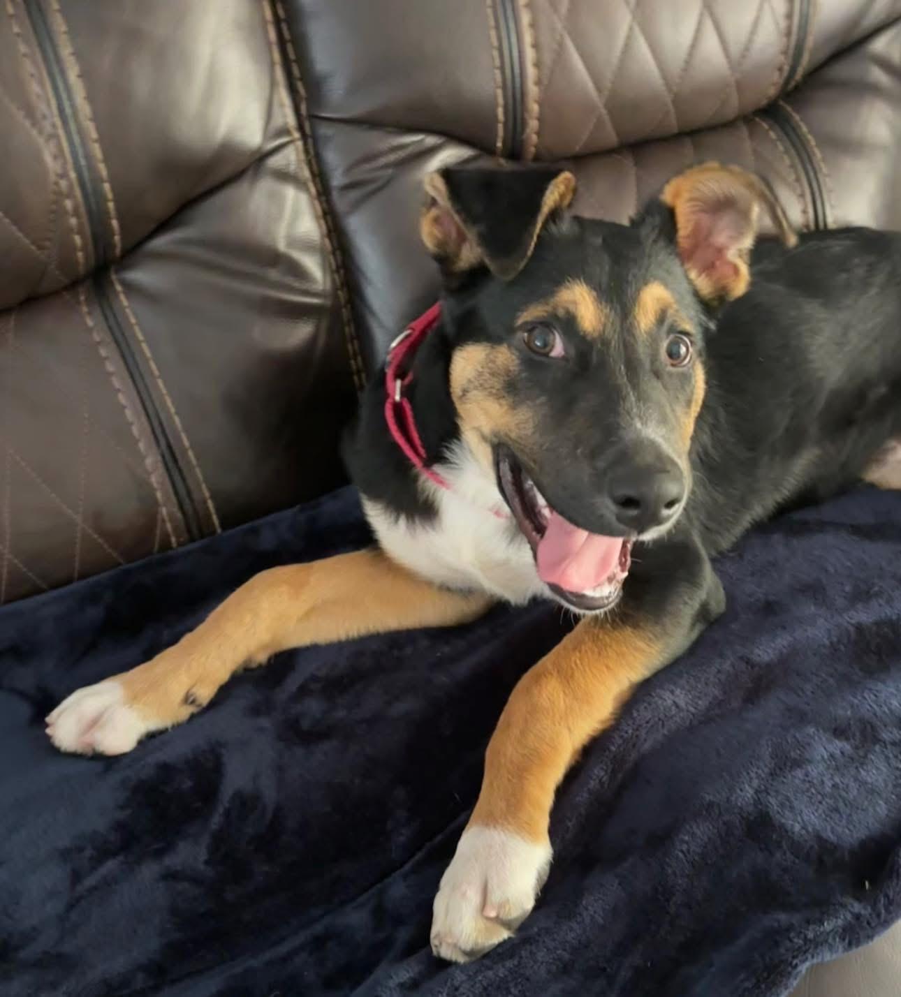 Bently, adopted, Puppy Male German Shepherd Dog.