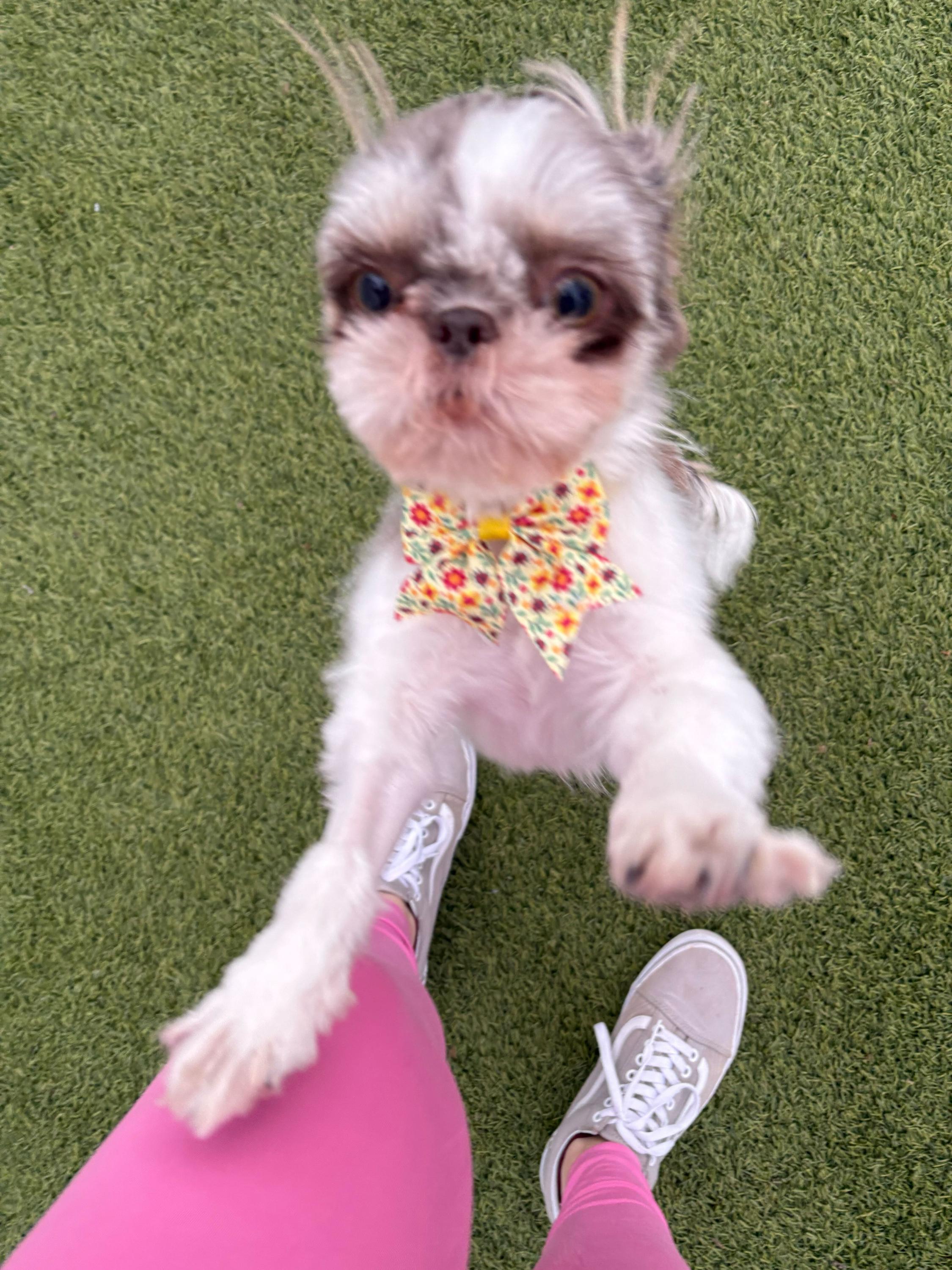 Allie, ADOPTABLE, Young Female Shih Tzu.