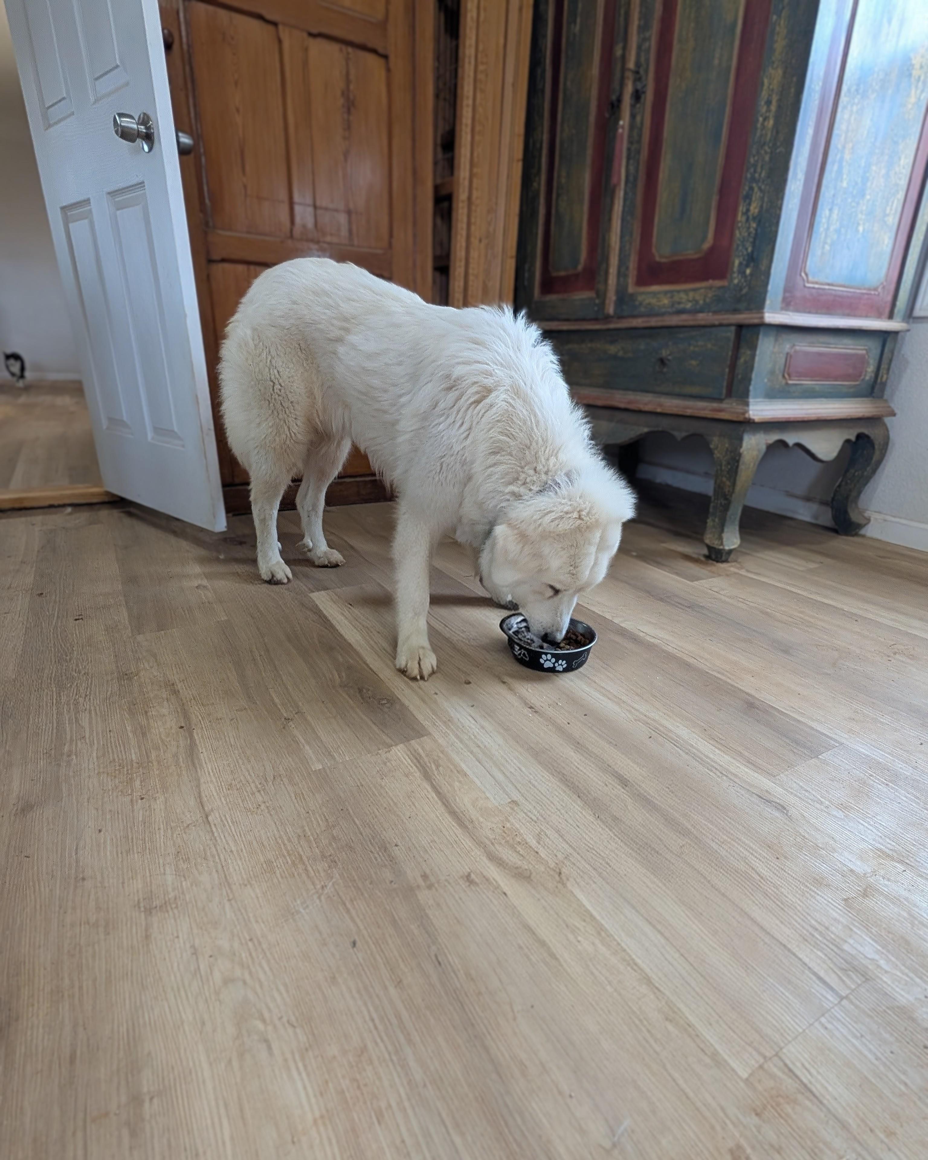Enlarge Lagertha , a Adoptable Great Pyrenees in Pittsburgh, PA image 6/6