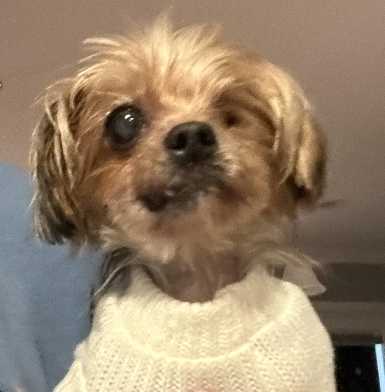 Enlarge Daisy, an adopted Yorkshire Terrier in Wilmington, DE image 3/5