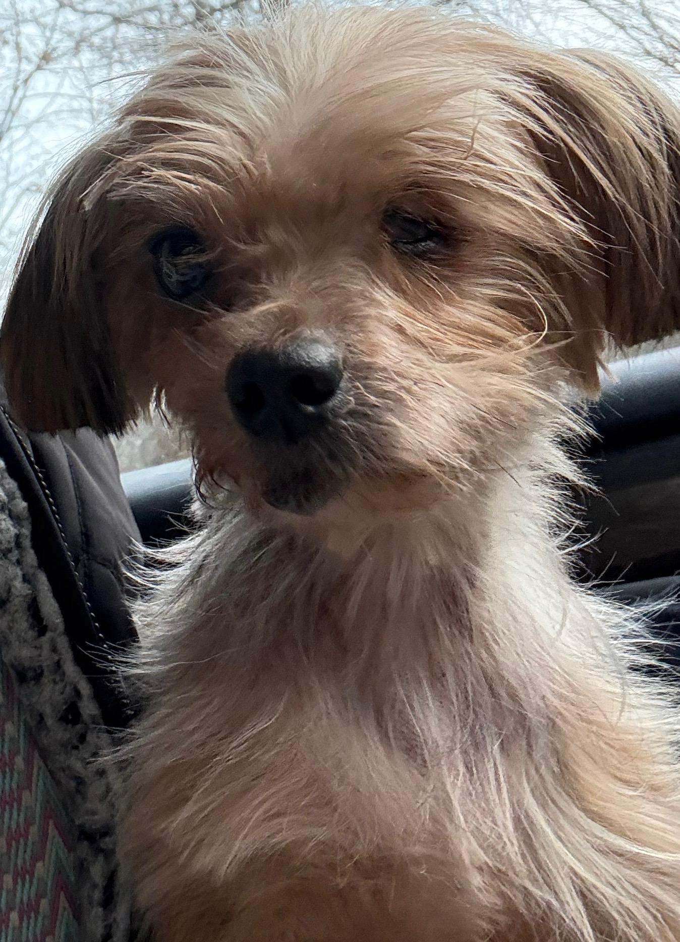 Enlarge Daisy, an adopted Yorkshire Terrier in Wilmington, DE image 4/5