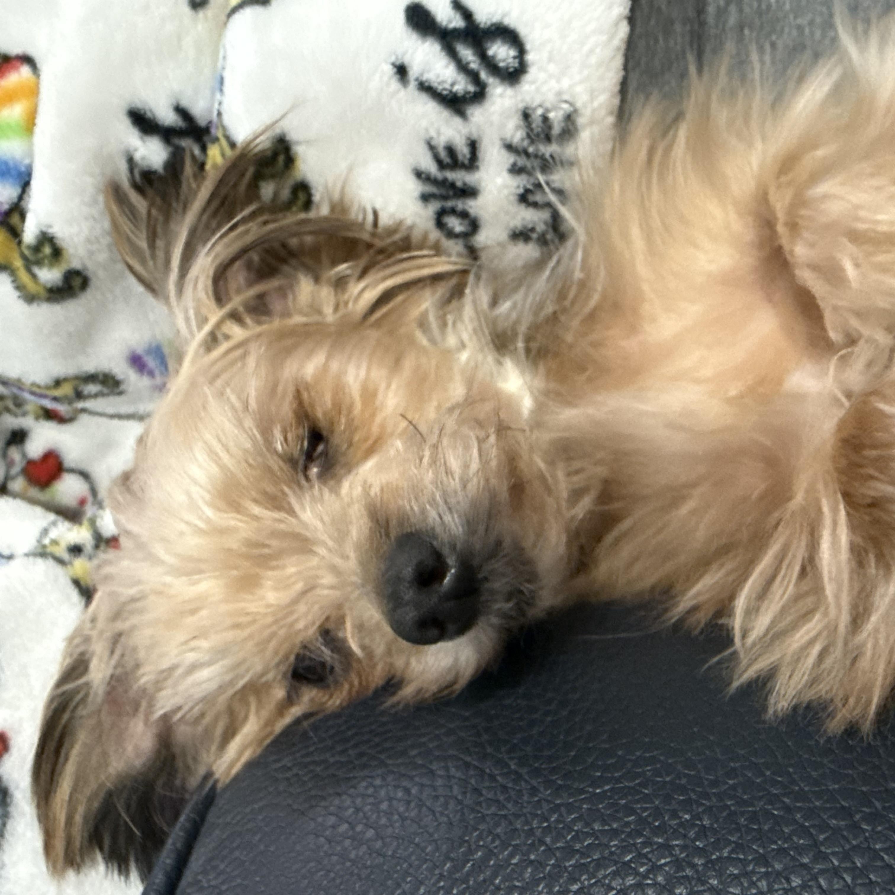 Enlarge Daisy, an adopted Yorkshire Terrier in Wilmington, DE image 2/5