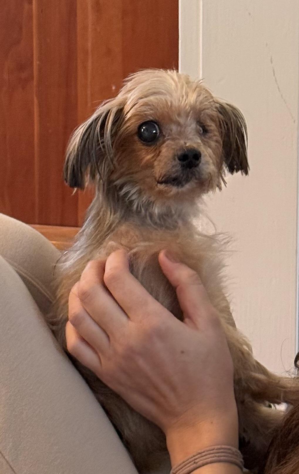 Enlarge Daisy, an adopted Yorkshire Terrier in Wilmington, DE image 5/5