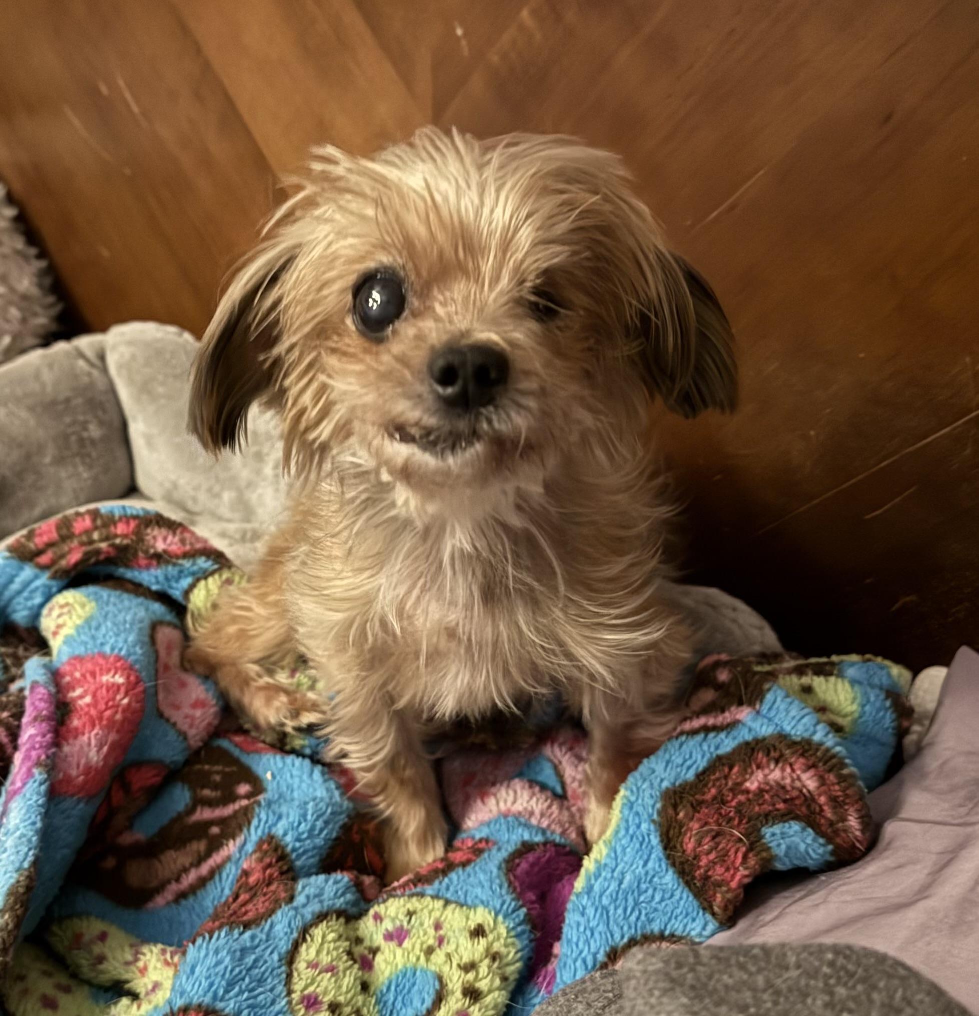 Enlarge Daisy, an adopted Yorkshire Terrier in Wilmington, DE image 1/5