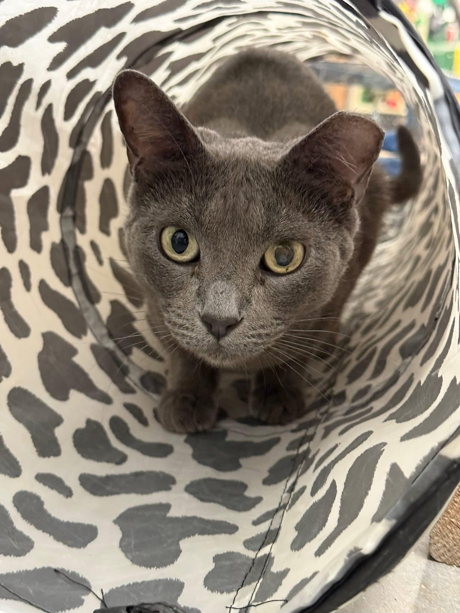 Ember, ADOPTABLE, Adult Female Domestic Short Hair.