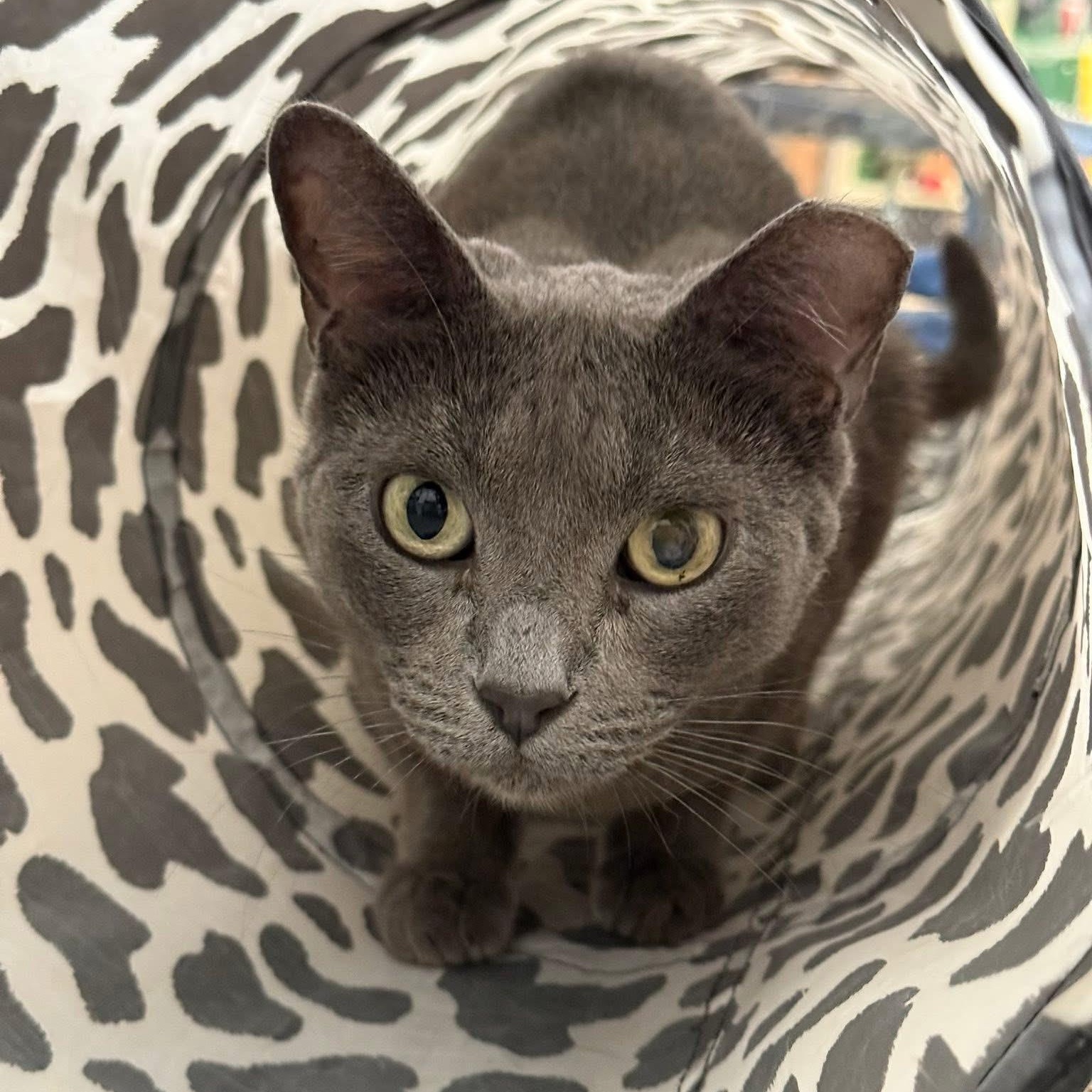 Ember, a ADOPTABLE Domestic Short Hair in Chandler, AZ image 1/3