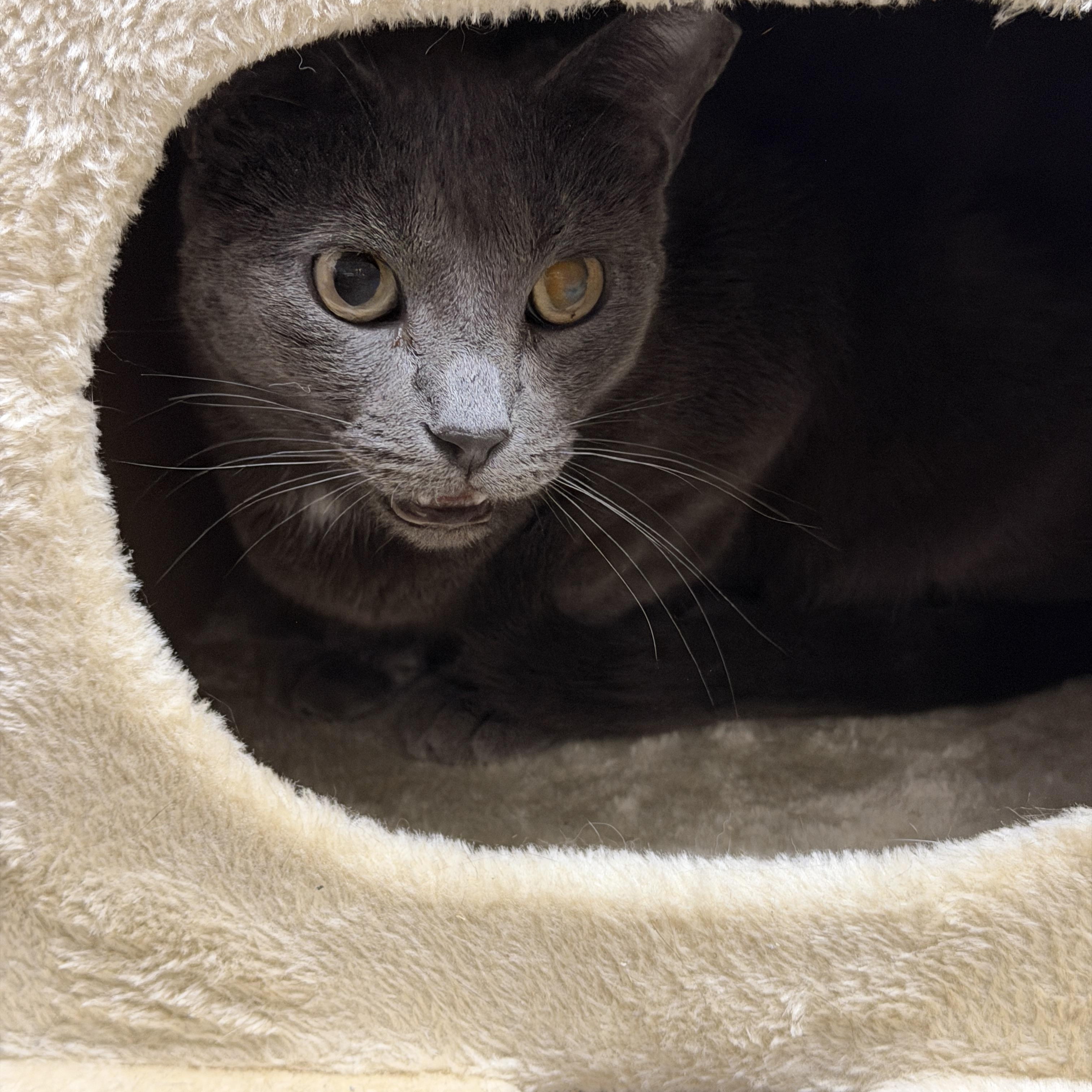Ember, a ADOPTABLE Domestic Short Hair in Chandler, AZ image 2/3