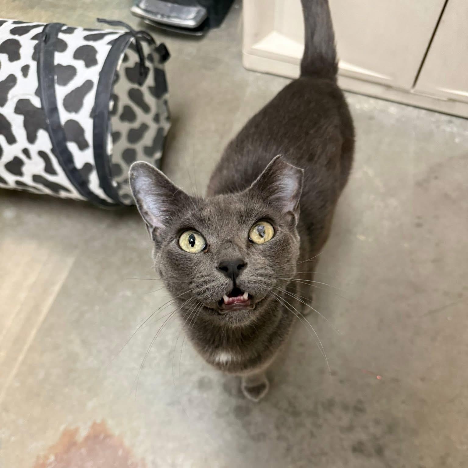 Ember, a ADOPTABLE Domestic Short Hair in Chandler, AZ image 3/3