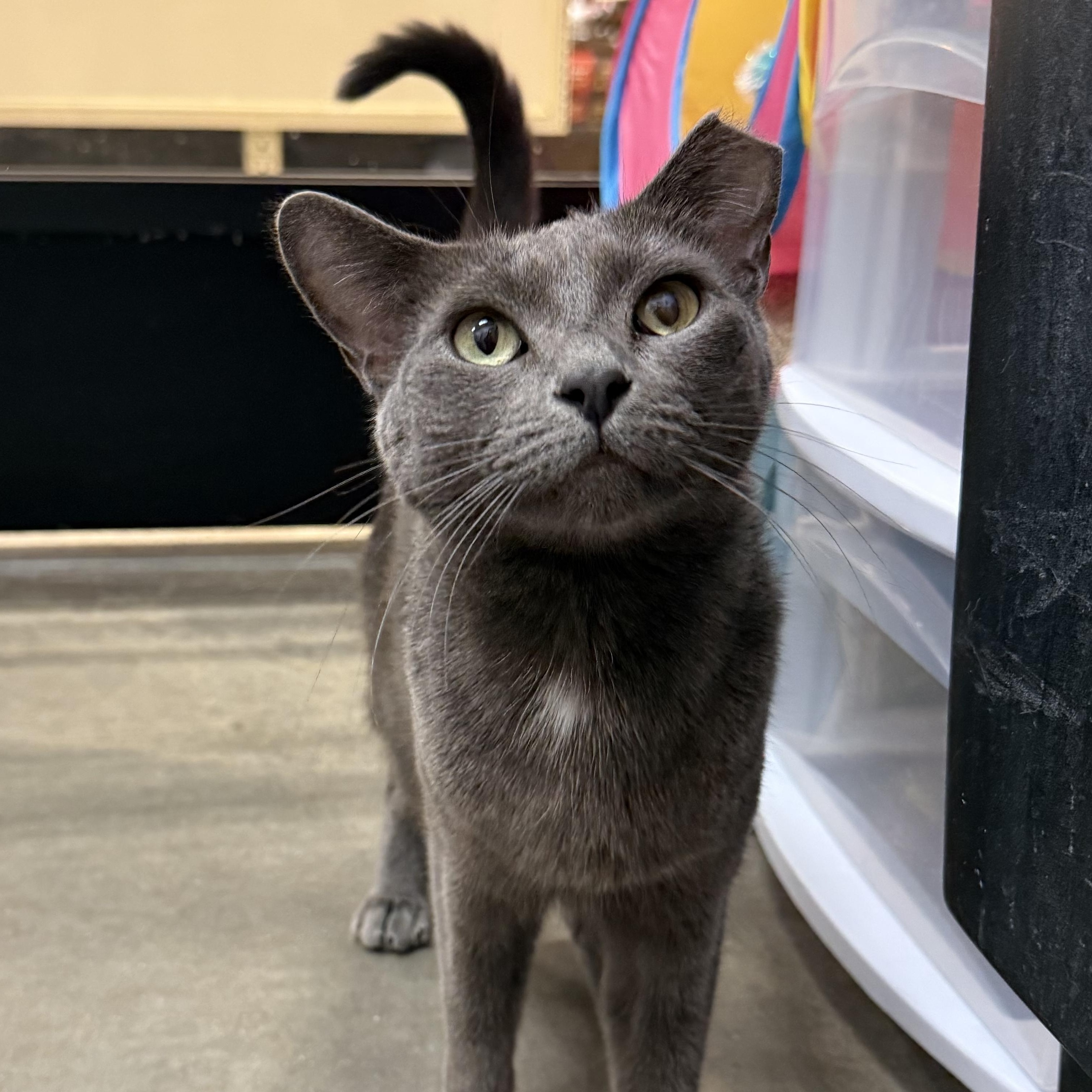 Ember, ADOPTABLE, Adult Female Domestic Short Hair & Russian Blue.