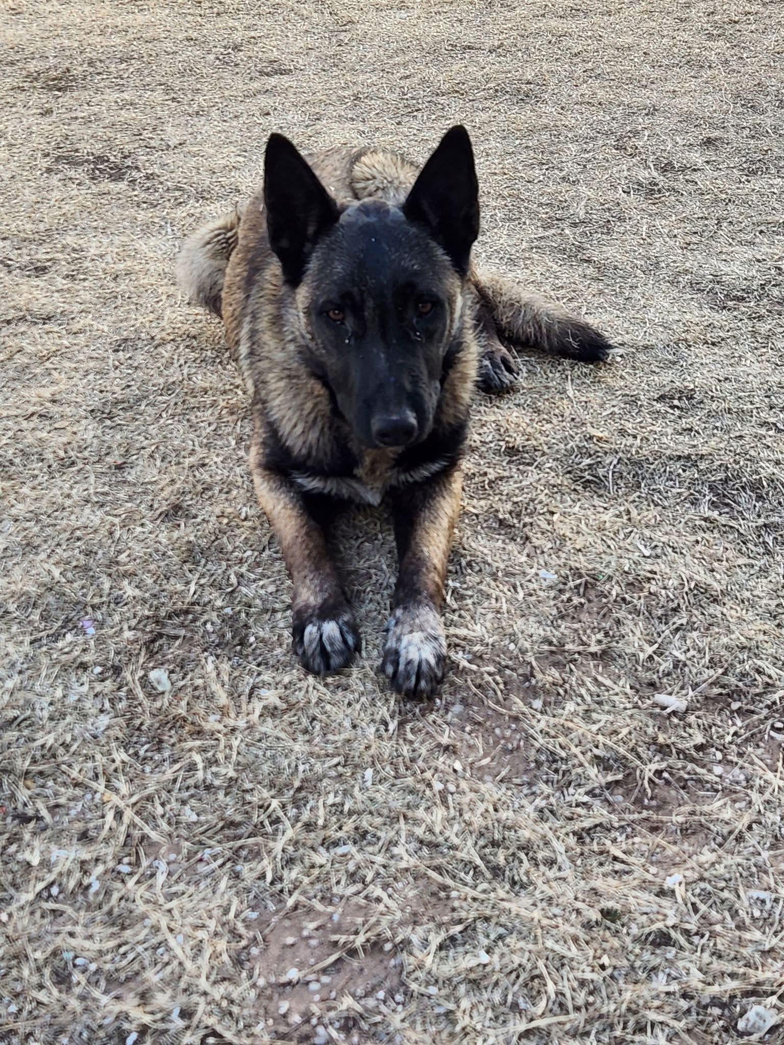 Ruger, Adoptable, Young Male Belgian Shepherd / Malinois.