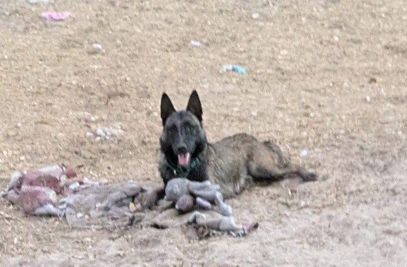 Ruger, a Adopted Belgian Shepherd / Malinois in Orange Grove, TX image 3/3