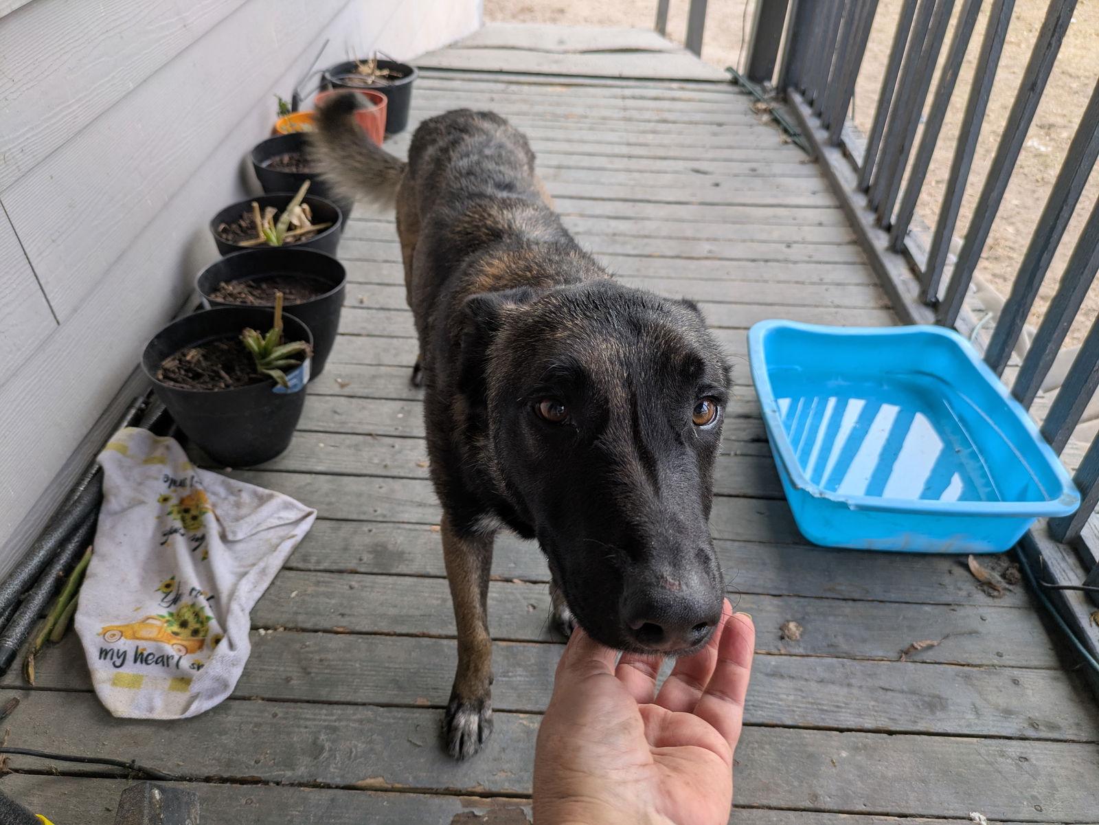 Enlarge Ruger, a Adoptable Belgian Shepherd / Malinois in Orange Grove, TX image 2/3