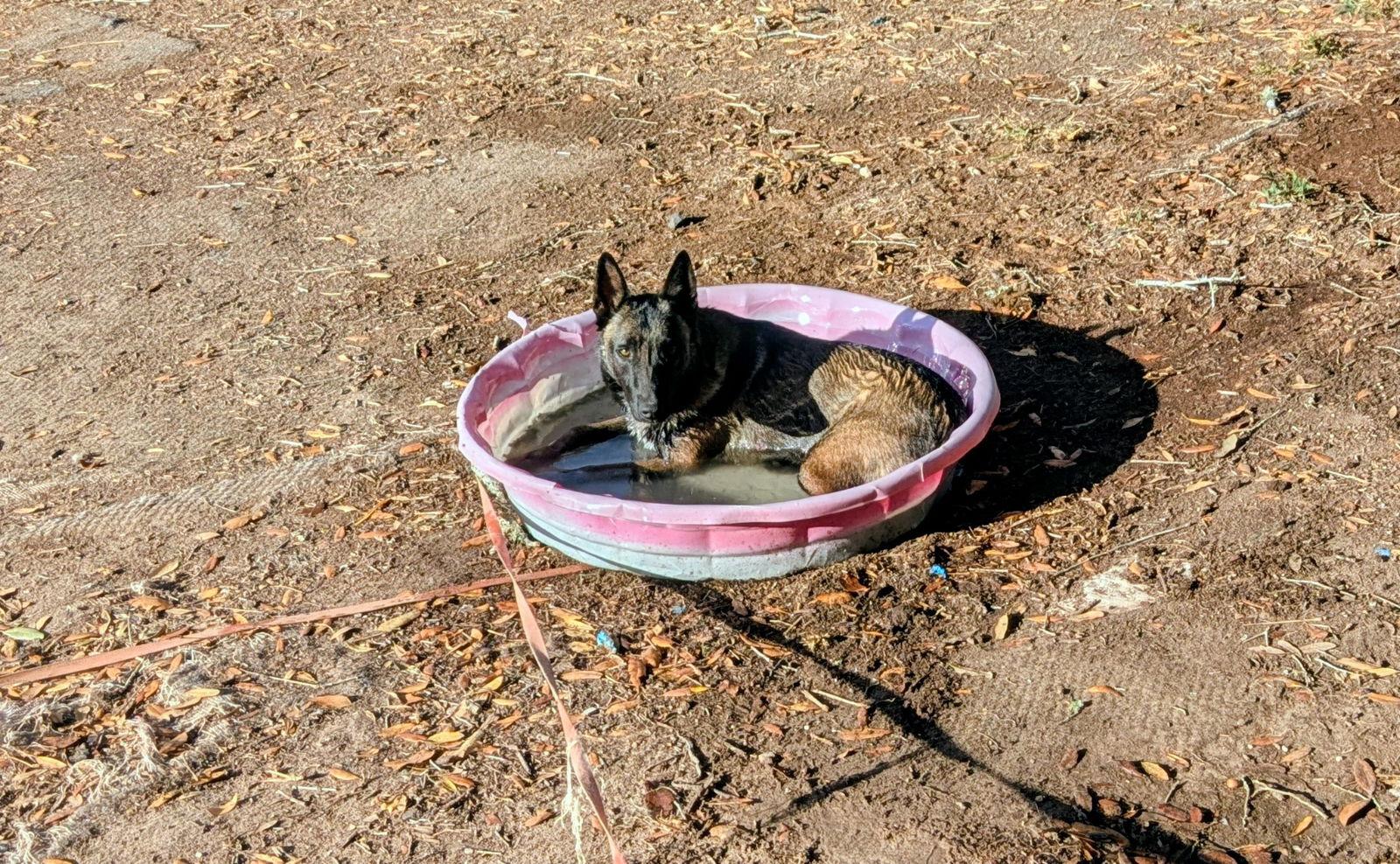 Enlarge Ruger, a Adoptable Belgian Shepherd / Malinois in Orange Grove, TX image 3/3