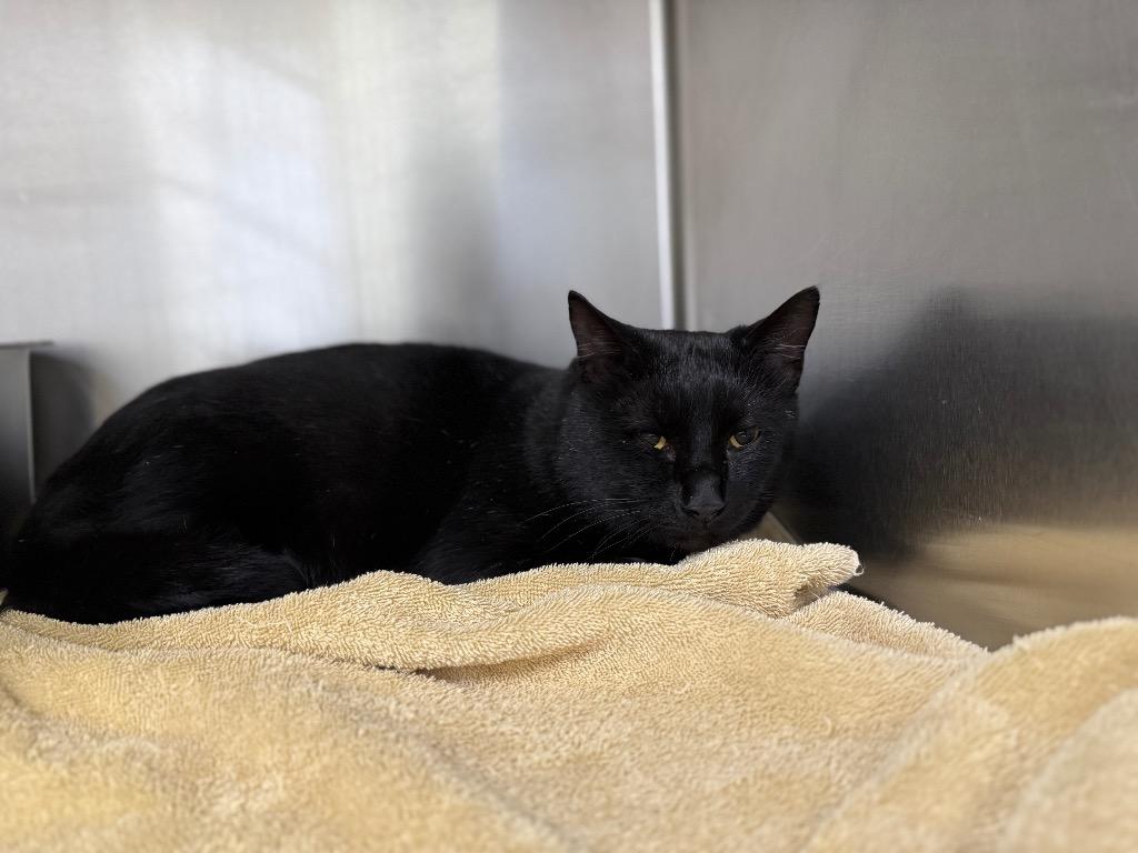 Charlie, Adoptable, Young Male Domestic Short Hair.