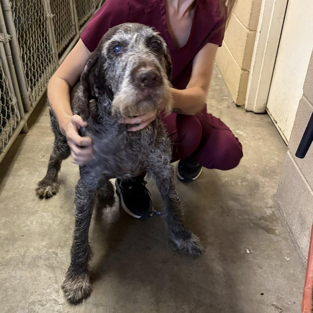 Sally (Huntersville, North Carolina)), Adoptable, Senior Female German Wirehaired Pointer.