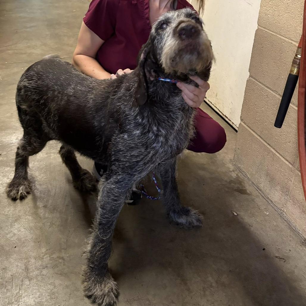 Sally (Huntersville, North Carolina)), a Adoptable German Wirehaired Pointer in Santa Rosa, CA image 2/2
