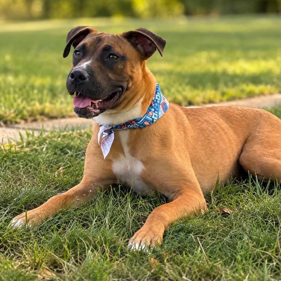 Enlarge Belle, a Adoptable mixed breed in Shinnston, WV image 1/6
