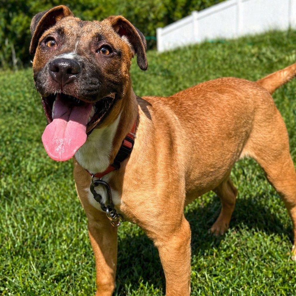 Belle, a Adoptable mixed breed in Shinnston, WV image 2/4