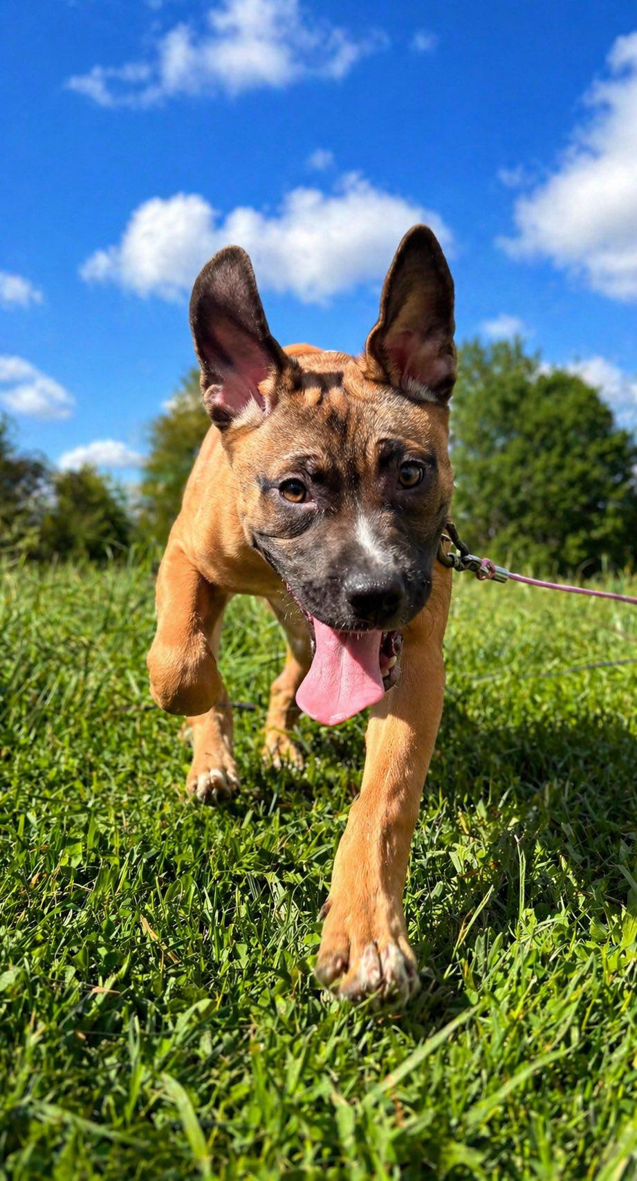 Belle, a Adoptable mixed breed in Shinnston, WV image 4/4