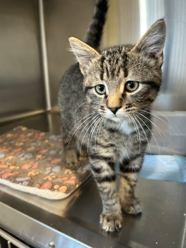 Payton, ADOPTABLE, Kitten Male Domestic Short Hair.