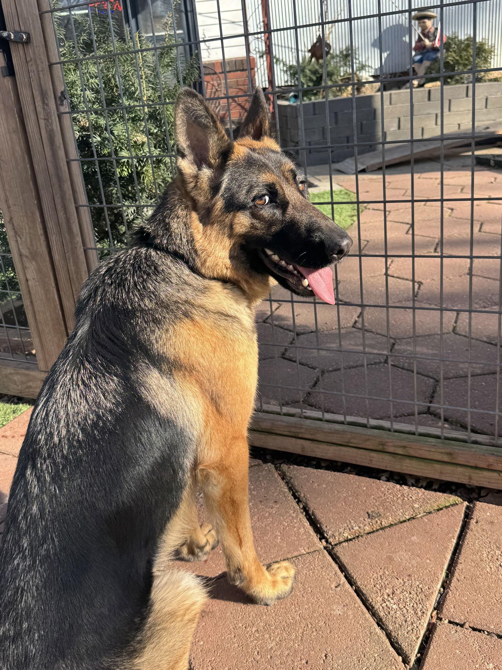 Aurora, Adoptable, Young Female German Shepherd Dog.