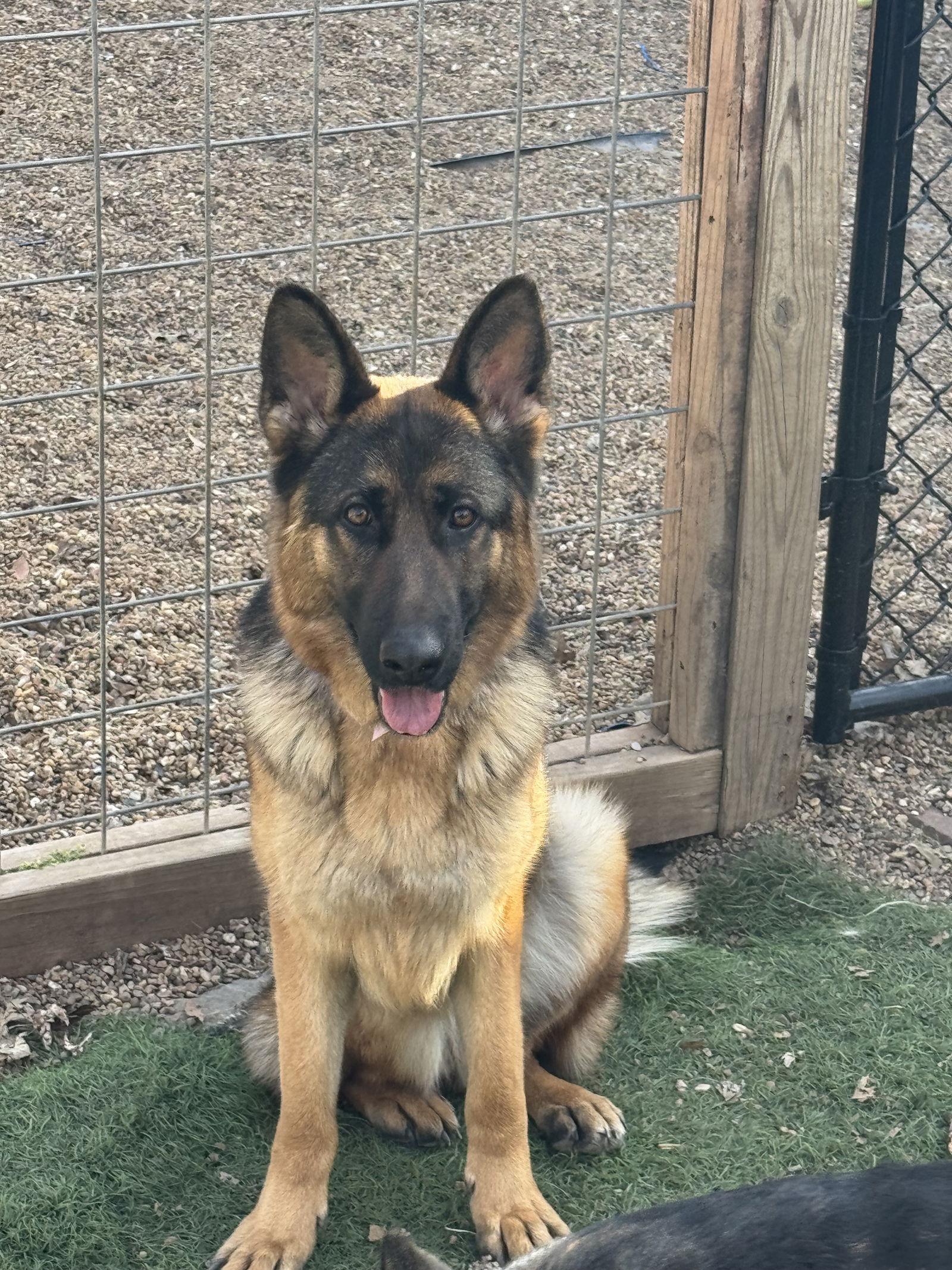 Enlarge Aurora, a Adoptable German Shepherd Dog in Leavenworth, KS image 2/2