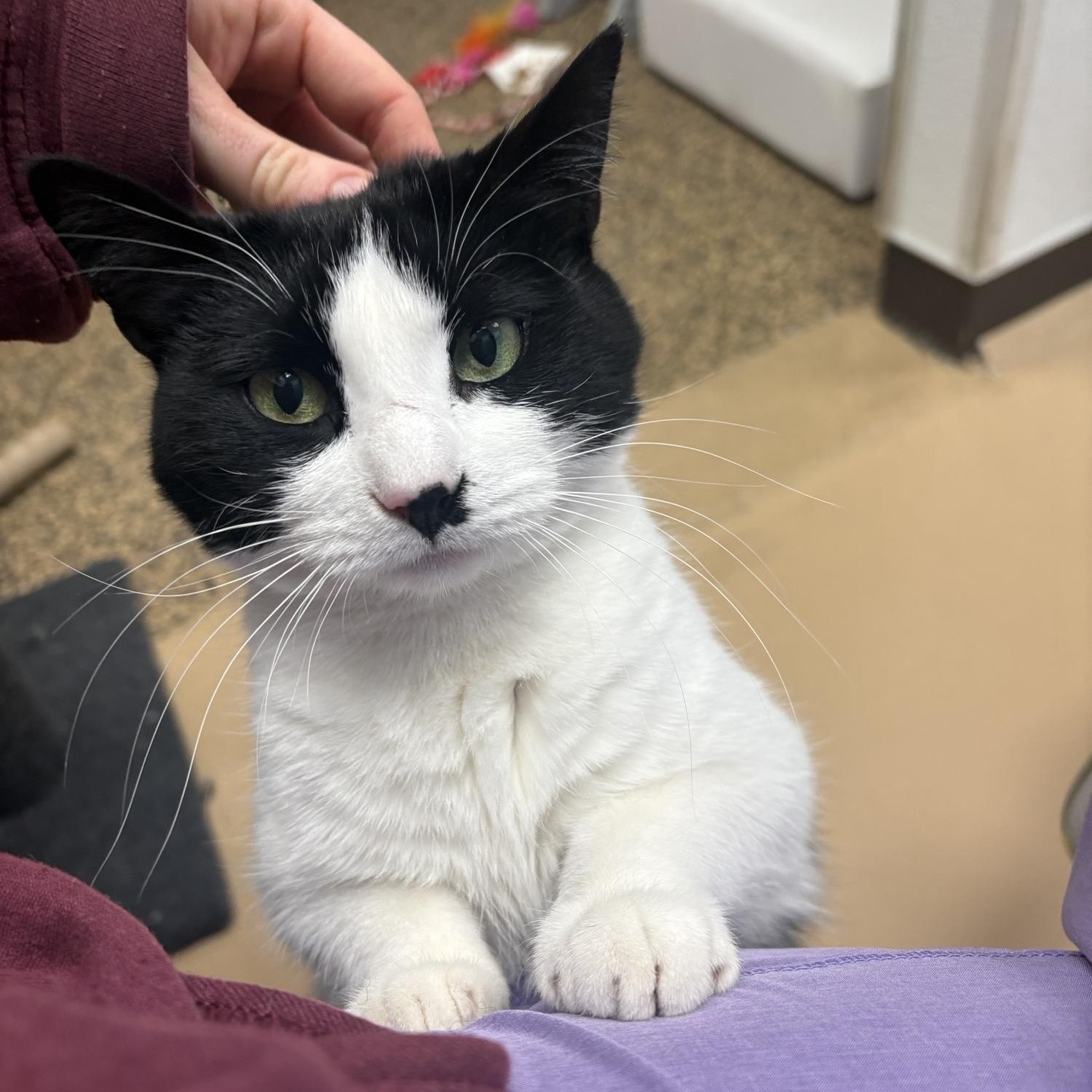 Enlarge Fortnite, a ADOPTABLE Domestic Short Hair in Saint Charles, MO image 2/4