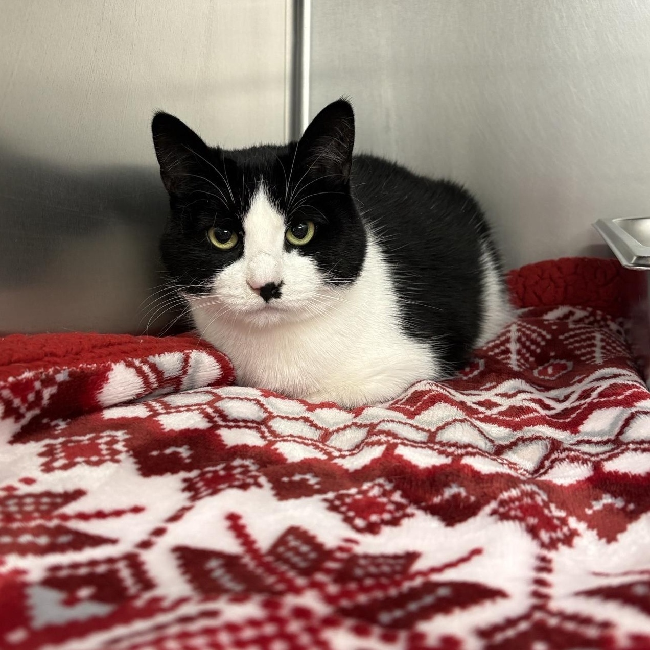 Enlarge Fortnite, a ADOPTABLE Domestic Short Hair in Saint Charles, MO image 2/3