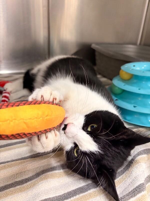 Enlarge Fortnite, a ADOPTABLE Domestic Short Hair in Saint Charles, MO image 3/3