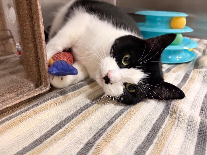 Enlarge Fortnite, a ADOPTABLE Domestic Short Hair in Saint Charles, MO image 1/3