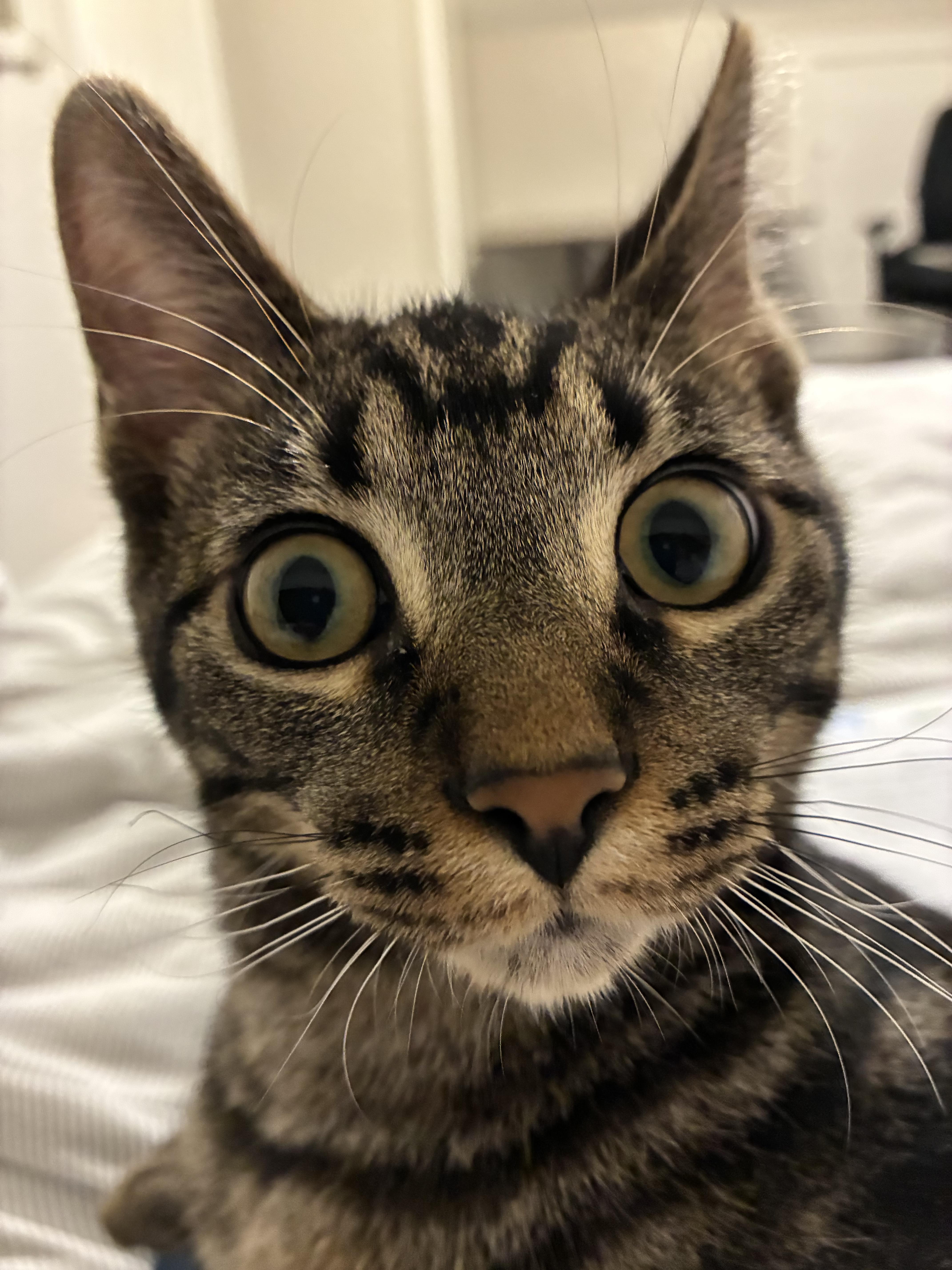 Enlarge Alvin, a Adoptable Domestic Short Hair in Cambridge, ON image 2/3