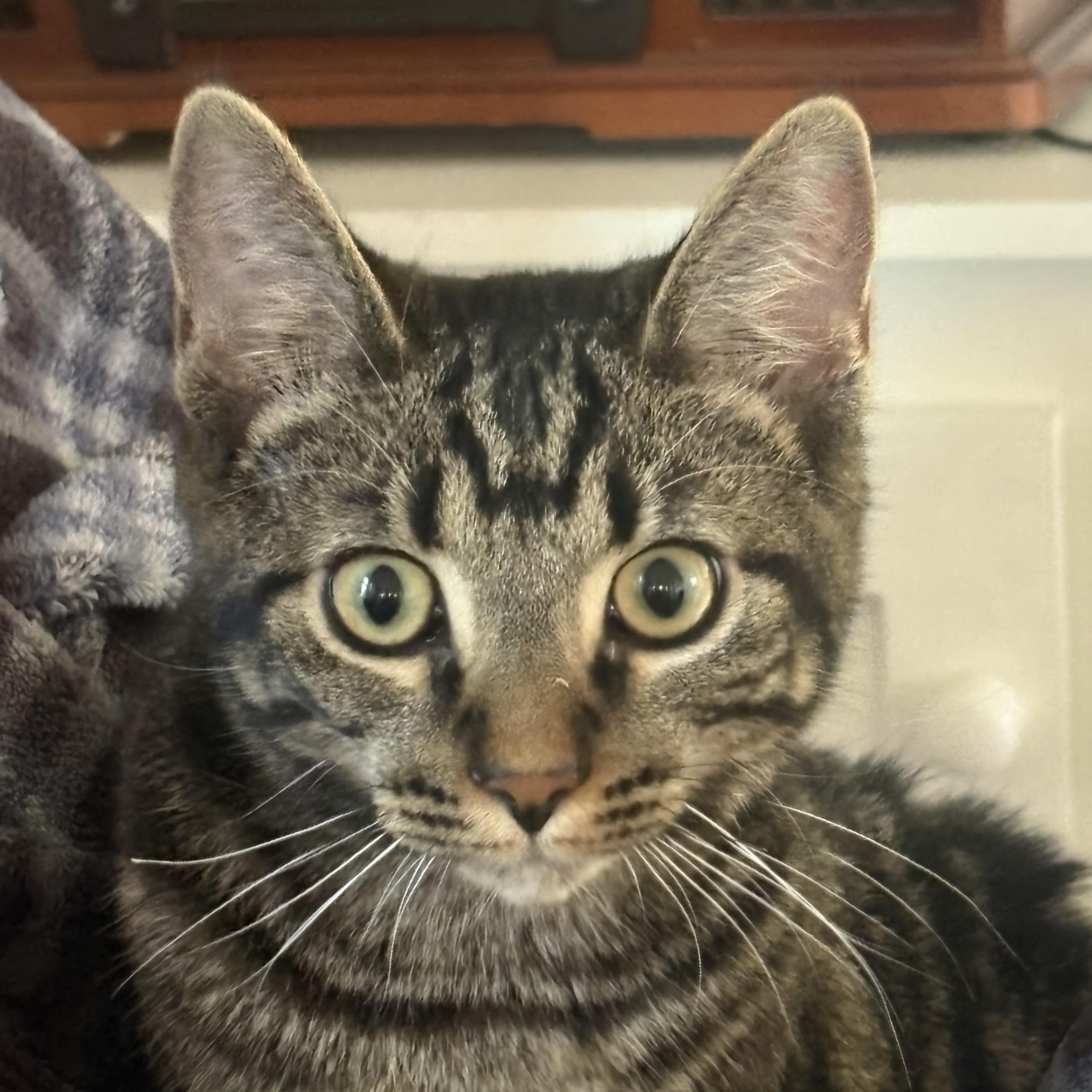 Alvin, Adoptable, Kitten Male Domestic Short Hair.