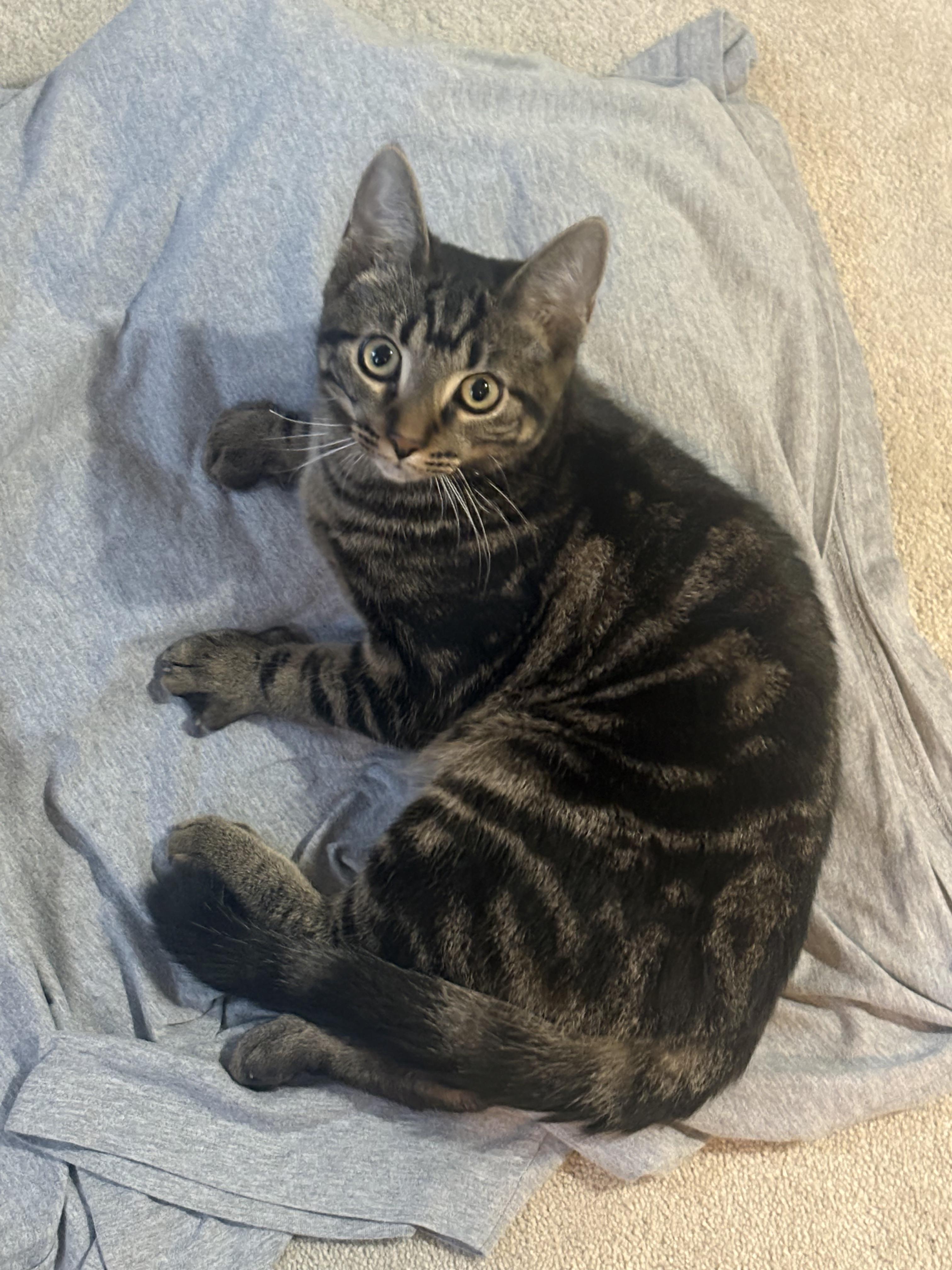 Enlarge Alvin, a Adoptable Domestic Short Hair in Cambridge, ON image 3/3