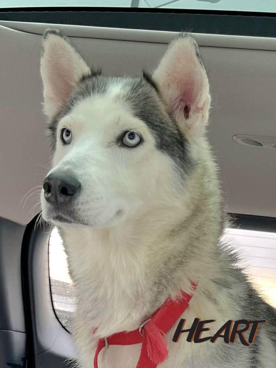Enlarge Thelma, a Adoptable Siberian Husky in Millersville, MD image 1/3