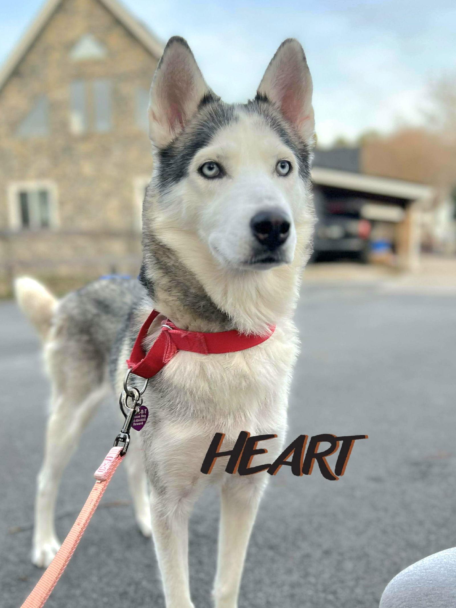 Enlarge Thelma, a Adoptable Siberian Husky in Millersville, MD image 2/3