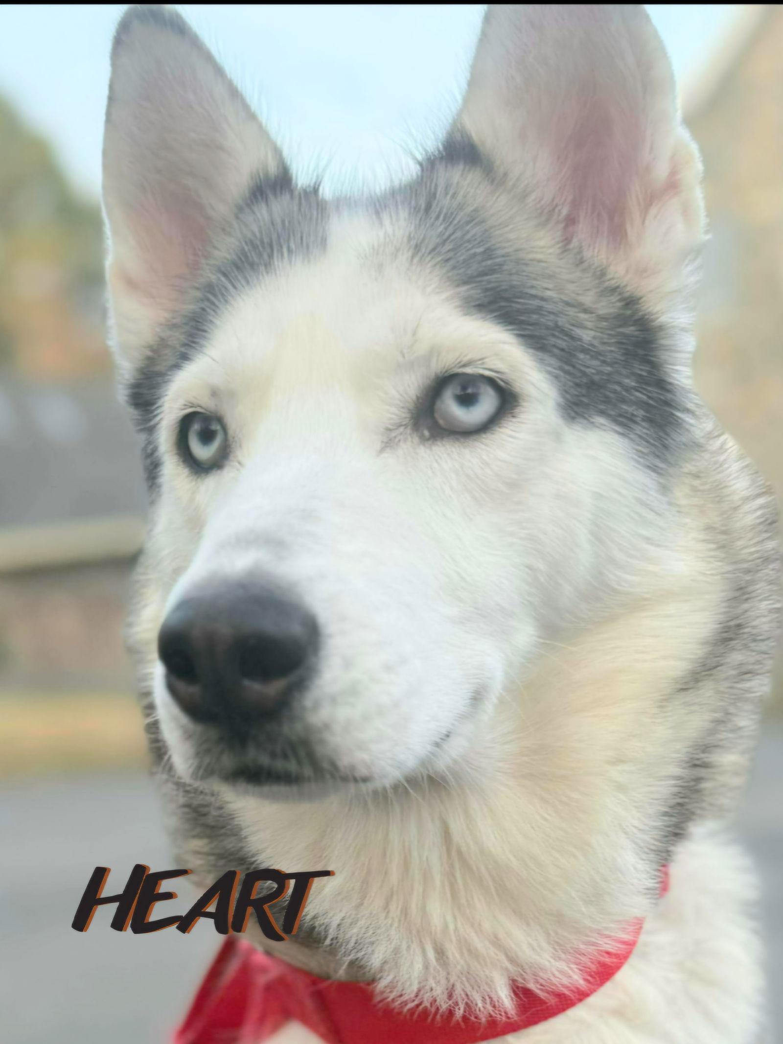 Enlarge Thelma, a Adoptable Siberian Husky in Millersville, MD image 3/3